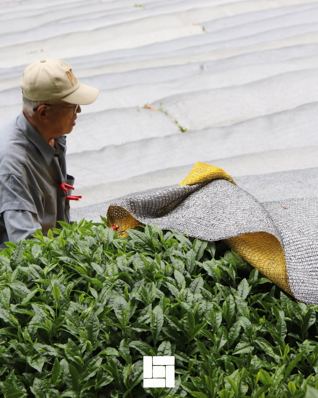 Khủng Hoảng Matcha 2025: Do Cung Không Đủ Cầu Hay Lý Do Nào Khác?
